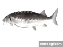 spinny fish